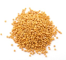 Семена горчицы 1 сорт