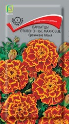 Бархатцы отклоненные Оранжевое пламя (Поиск)
