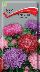 Астра игл Жар-птица игольчатая смесь (Поиск)