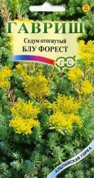 Седум отогнутый &amp;quot;Блу Форест&amp;quot; (Гавриш)