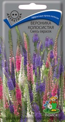 Вероника колосистая, смесь окрасок (Поиск)