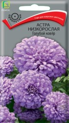 Астра Голубой Ковер низкорослая (Поиск)