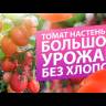 Томат Настенька (Семена Алтая) в Санкт-Петербурге