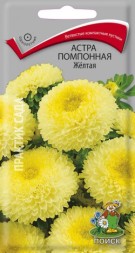 Астра помпонная Жёлтая (Поиск)
