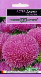 Астра Джувел Пурпурит (Гавриш)
