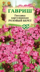 Гвоздика картузианская Розовый берет (Гавриш)
