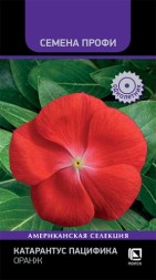 Катарантус Пацифика Оранж (Поиск)