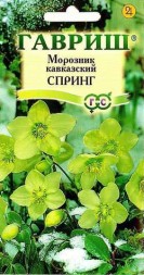 Морозник Спринг восточный кавказский (Гавриш)
