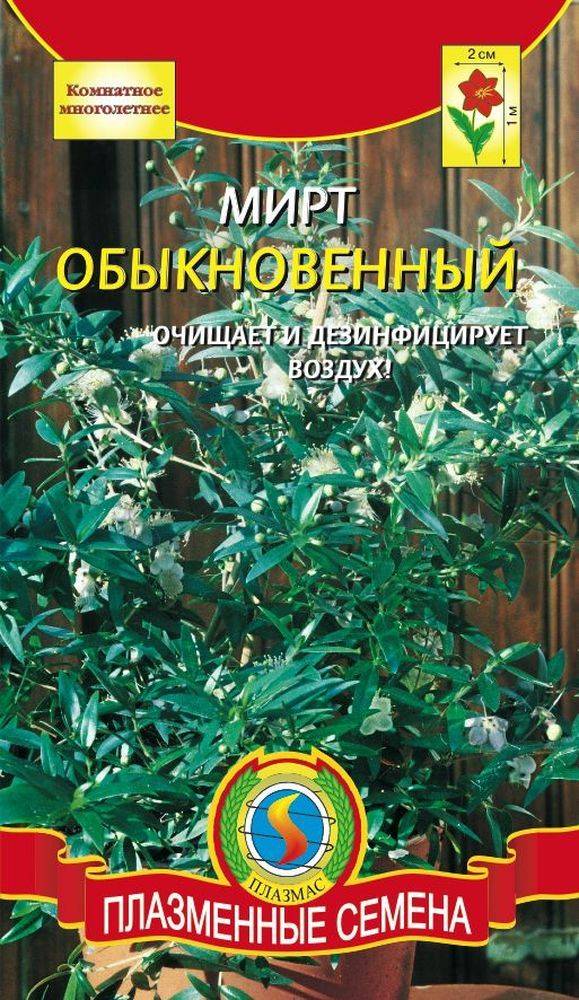 Мирт Семена Купить В Интернет Магазине