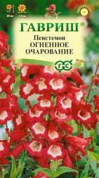 Пенстемон Огненное очарование (Гавриш)