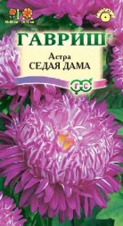 Астра Седая дама (Гавриш)