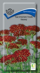 Тысячелистник Кавалер (Поиск)