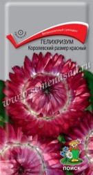 Гелихризум Королевский размер красный (Поиск)