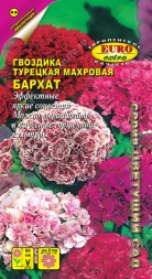 Гвоздика турецкая Бархат (Аэлита)