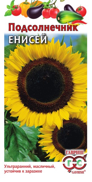 Семена Подсолнечник Енисей (Гавриш)