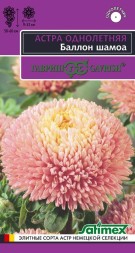 Астра Баллон Шамоа густомахровая (Гавриш)