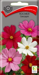 Космея Сенсация (Поиск)