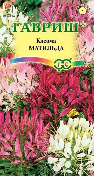 Семена Клеома Матильда колючая (Гавриш)