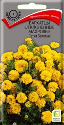 Бархатцы отклоненные Петит золотые (Поиск)