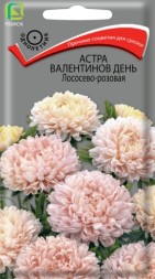 Астра Валентинов день Лососево-розовая пиновидная (Поиск)